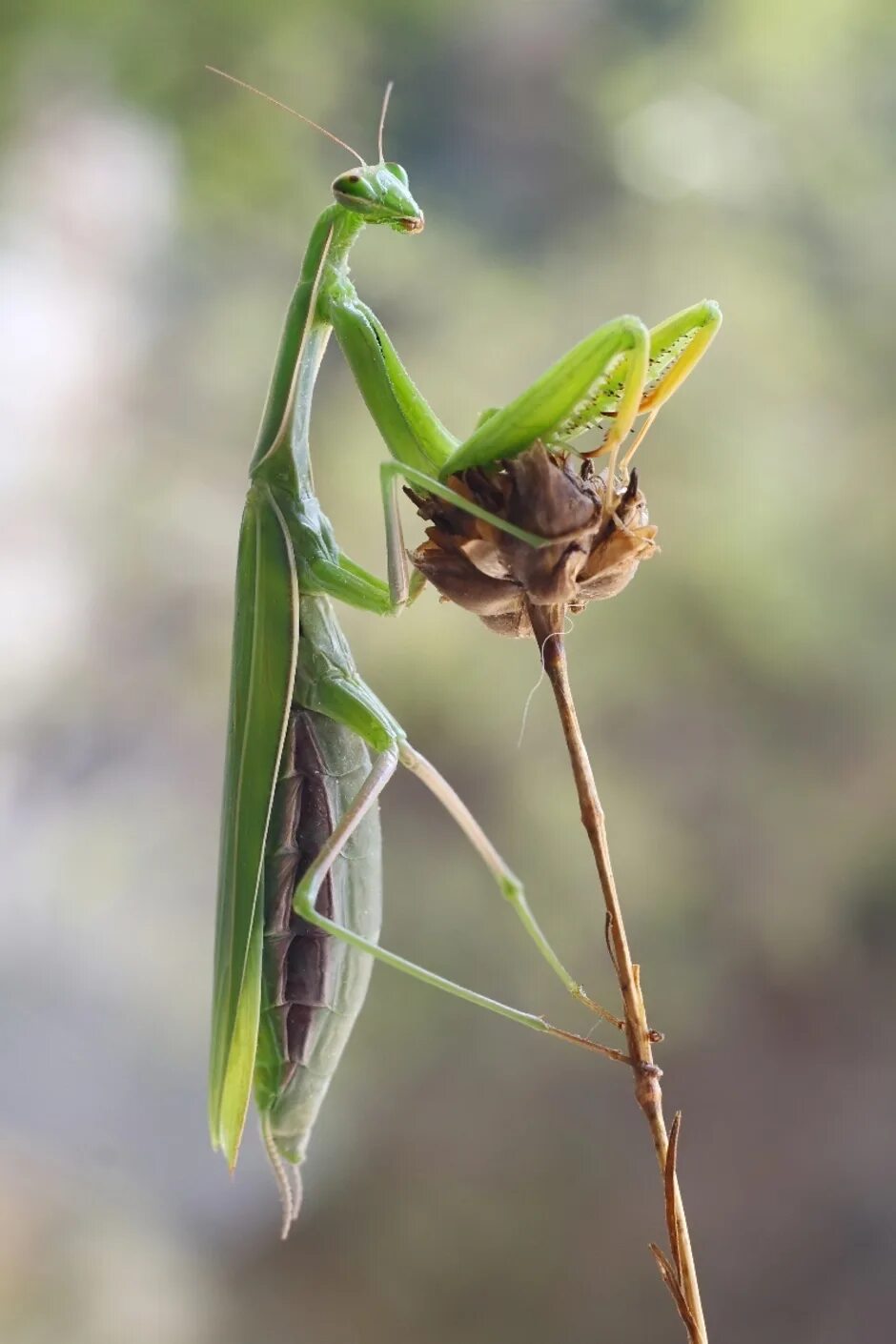 Оотека богомола. Оотека (кокон) богомола. Гнездо Богомолов. Mantis religiosa оотека. Кокон богомолов