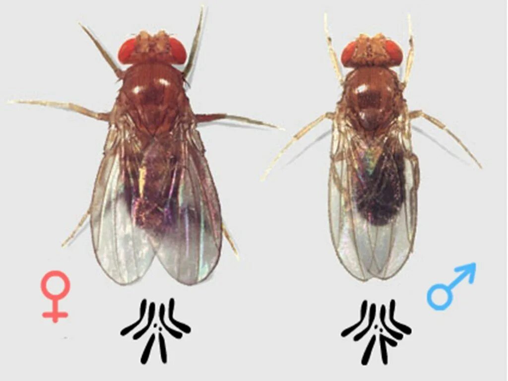 Как понимать муху. Муха дрозофила самка и самец. Мушка дрозофила. Мушка дрозофила самец и самка. Плодовая мушка дрозофила Морган.