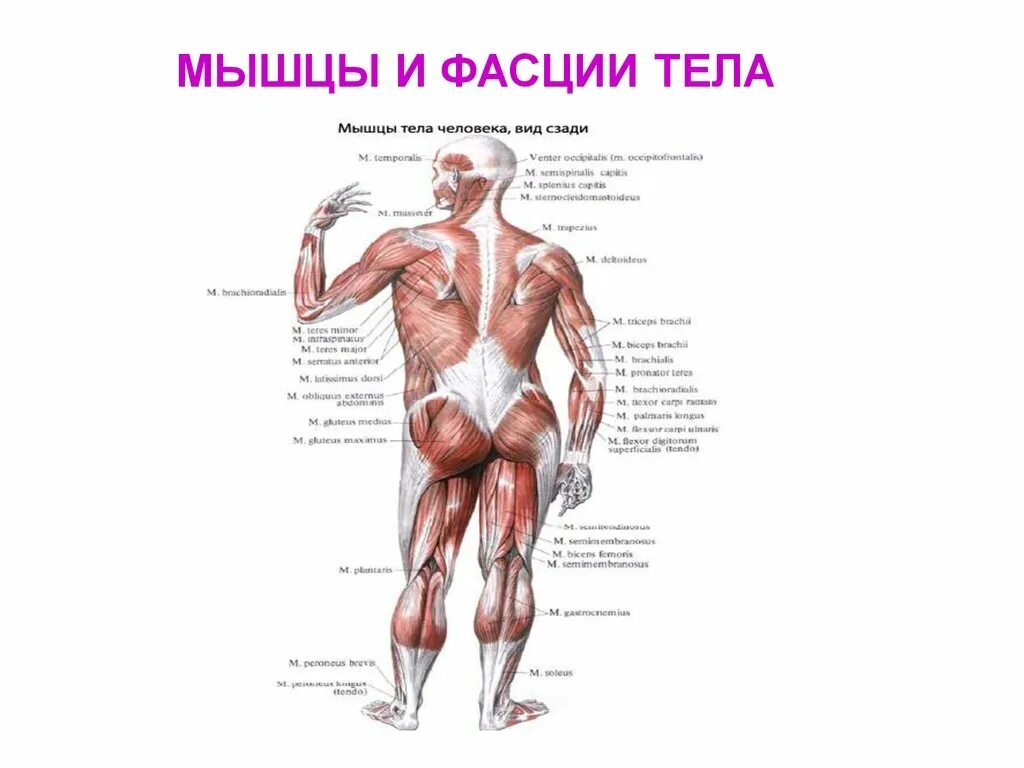 Какие мышцы самые. Фасции тела человека анатомия. Крупные мышцы. Фасция мышцы. Мышцы и фасции туловища.