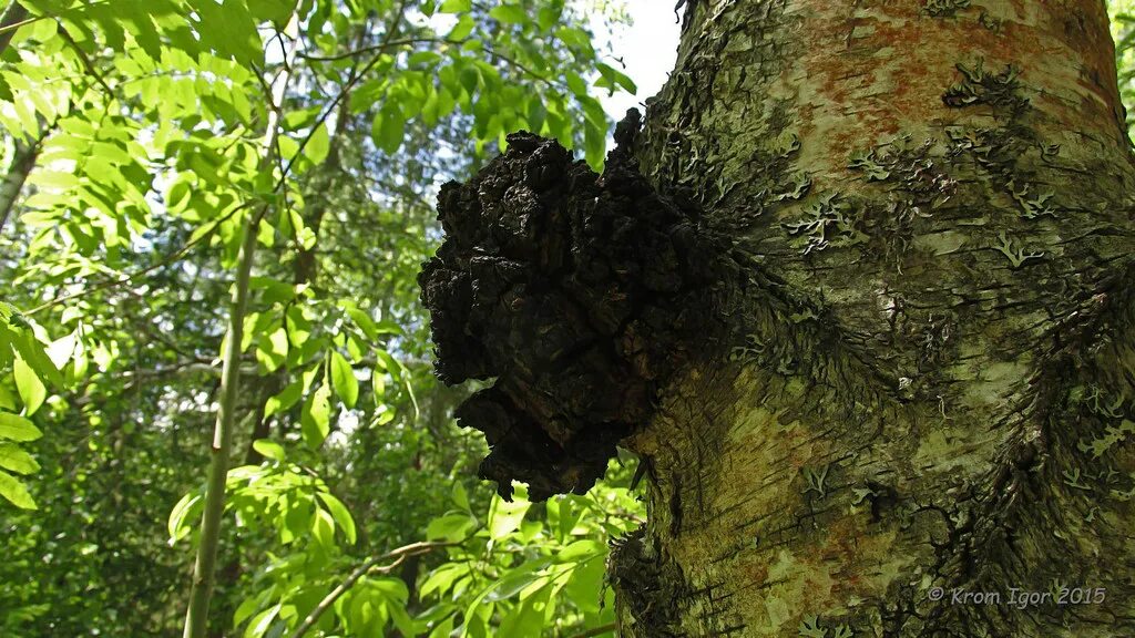 Чага годность. Чага. Чага Березовая в лесу. Inonotus obliquus. Древесный гриб чага.