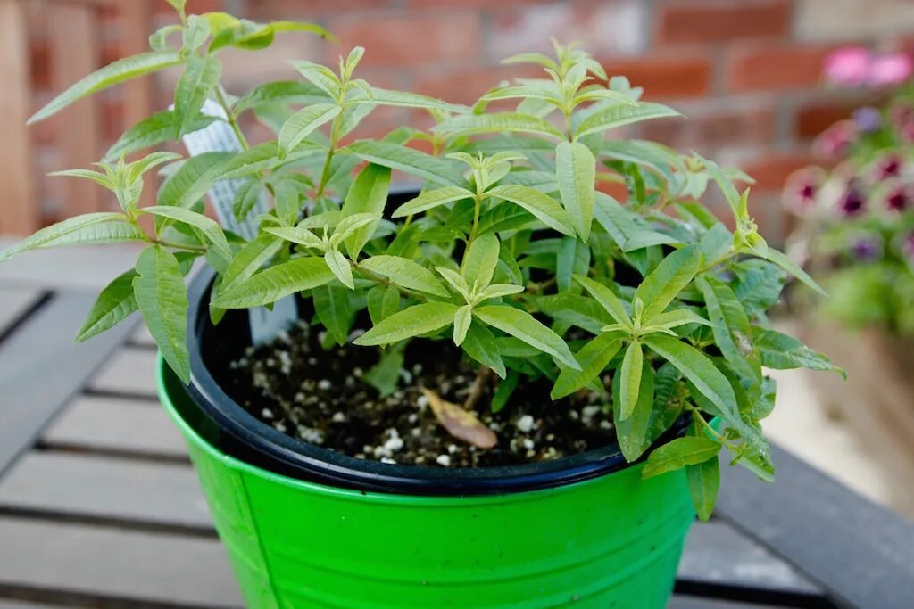 Лимон вербена. Lemon Verbena. Липпия лимонная. Вербена, цитрусовый. Кокос лайм Вербена.