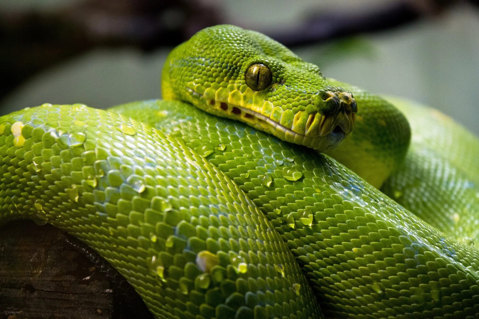 Тропическая змея 4. Питон змея. Змея питон зеленый. Собакоголовый удав. Собакоголовый удав и зеленый питон.