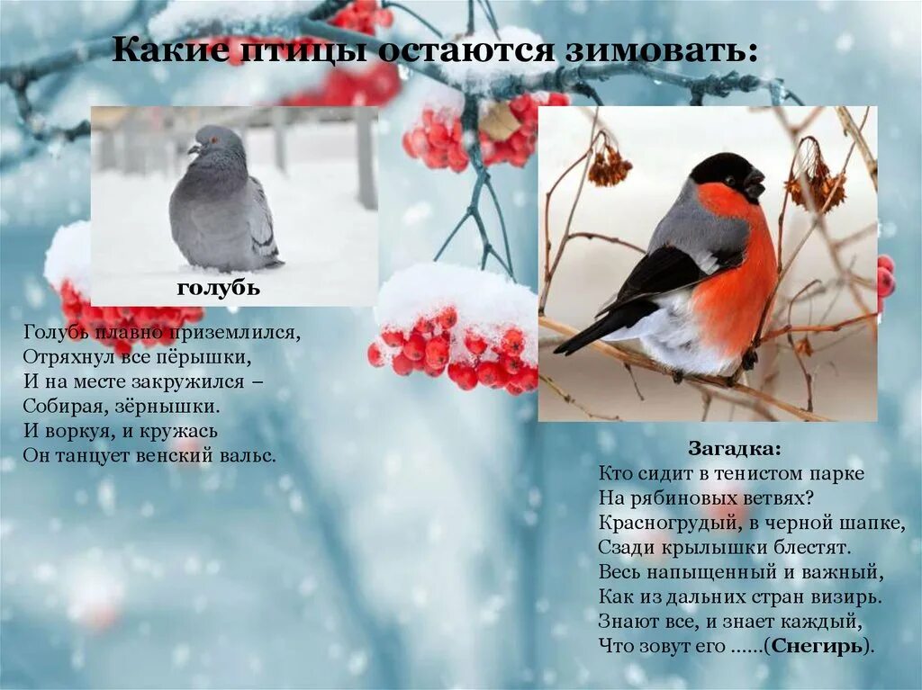 Стихотворения птицы зимой. Птицы которые остаются. Птицы которые зимой. Птицы которые остаются зимовать. Стихи про зимних птиц.