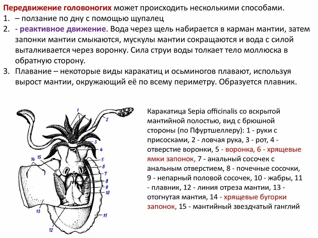Класс головоногие выделительная система. Пищеварительная система головоногих схема. пищеварительная система головоногих моллюсков схема. размножение головоногих моллюсков схема. выделительная система головоногих моллюсков.