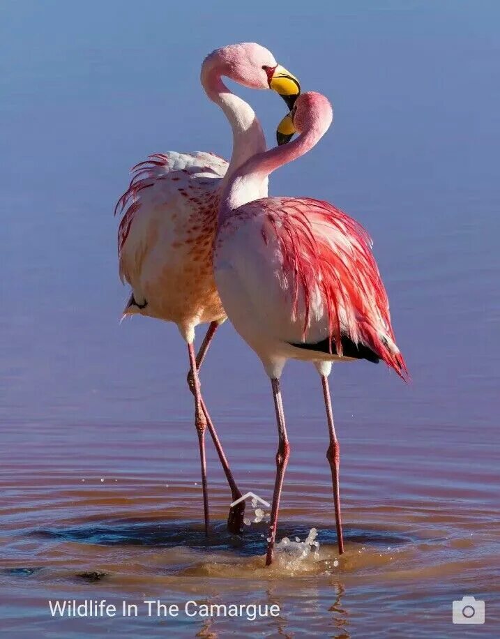 Фламинго самец. Розовые фламинго в узбекистане. Фламингообразные обыкновенный фламинго. Розовый фламинго самец. Фламинго обыкновенный в крыму.