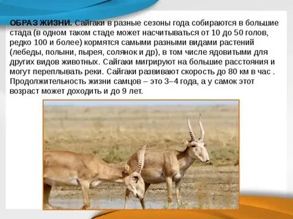 В какой зоне живет сайгака