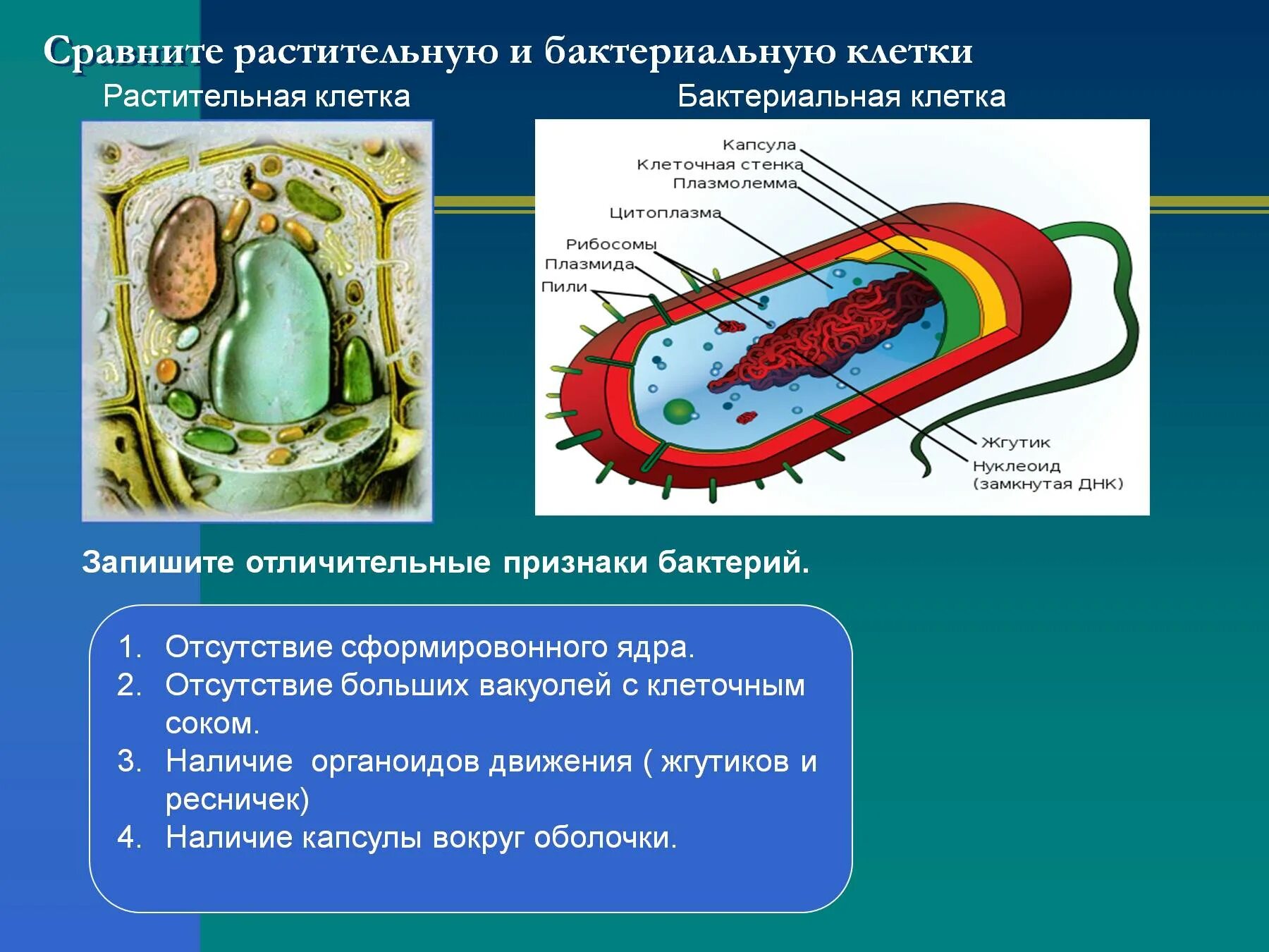 Сравнить строение клетки растений и клетки бактерий. Сравнить строение клетки растений и бактерий. Органоиды клетки бактерии. Строение бактерии.