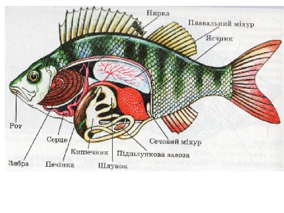 Особенности внутреннего строения щуки. Пищеварительная система костных рыб. Внутреннее строение рыбы. Пищеварителаясистема рыб. Легкие рыбы.