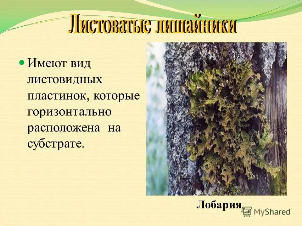 Лишайник относится к грибам. Лишайники 7 класс биология. Лишайники симбиотические организмы. Лишайники комплексные организмы. Урок биологии лишайники.