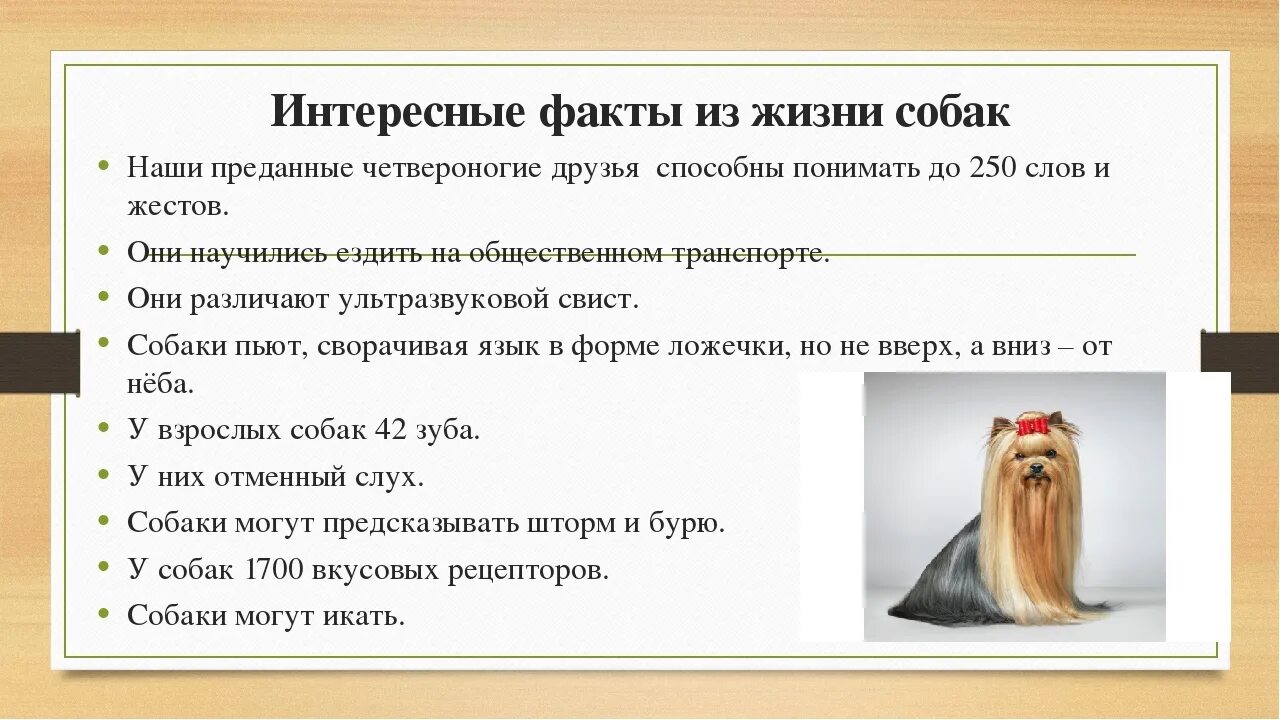 интересные ыакты о соабкаэ. интересные факты о соб. самые интересные факты о собаках для детей. интересные факты про кошек и собак. самый интересный факт о кошках и собаках.
