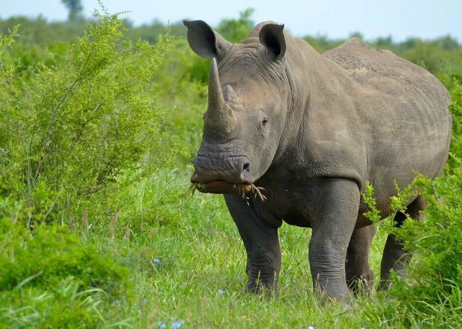 Белый носорог (Ceratotherium simum). Белые носороги в ЮАР. Африканский белый носорог. Южный белый носорог Ceratotherium simum simum. Страна носорогов