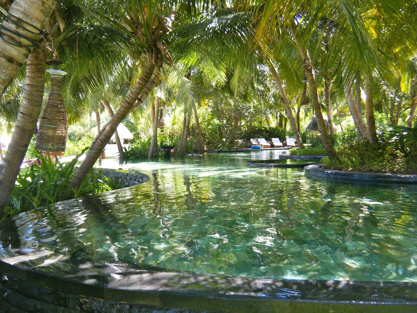 Тропический бассейн в доме. Маленький бассейн в тропиках. Бассейн в тропическом лесу.
