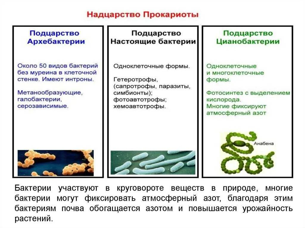 Человек прокариот