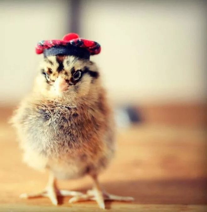 Маленькие цыпочки. Милая Курочка. Милые курицы. Милые куры. Милые цыплята в шляпках.