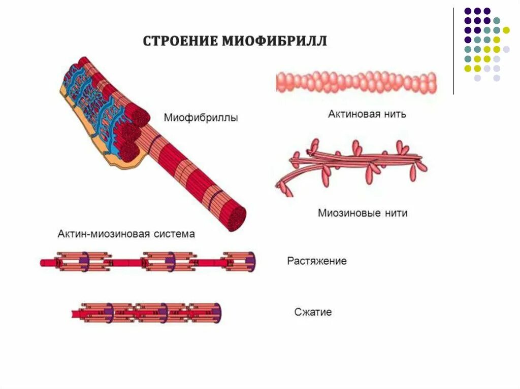 Строение миофибриллы мышечного волокна. Актин 1. Строение миофибриллы. Структура миофибриллы. Миозин мышечной ткани