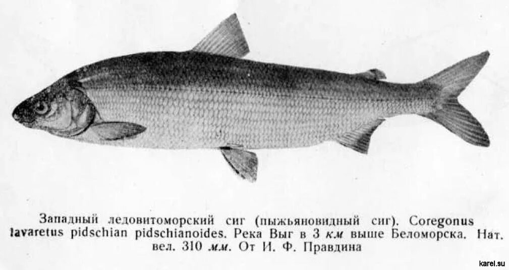 белая рыба сиг. озерный многотычинковый сиг. сиг морской в белом море. лосось с белым мясом. сиг белого моря.