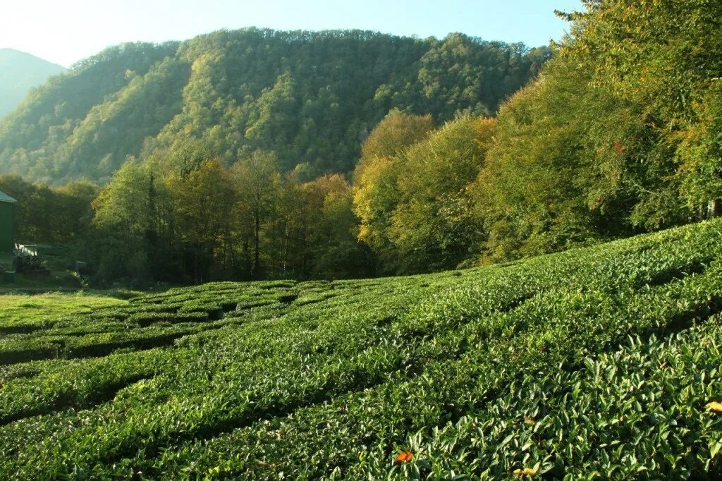 чайные плантации в краснодарском крае. сельхоз сочи. чайные плантации дагомыс. чайные плантации дагомыс. мацеста чайные плантации.