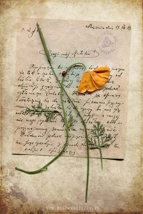 Письма листьев. Старое письмо. старинное письмо. старые письма. старинное любовное письмо.