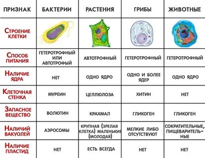 Images СХОДСТВО СТРОЕНИЯ РАЗНЫХ КЛЕТОК ОРГАНИЗМА РАЗНЫХ