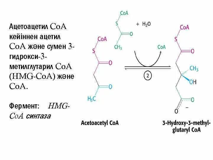 Ацетил СОА В ацетил. Кофермент ацетил-КОА карбоксилазы. Ацетил КОА карбоксилаза реакция. 3-Гидрокси-3-метилглютарил. Ацетил коа фермент