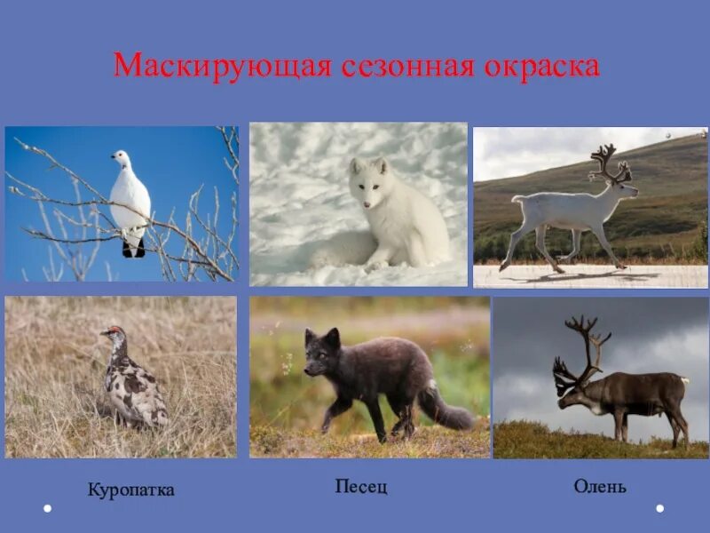 Лемминг песец белая сова северный олень белая куропатка. Как приспособились животные в тундре. Сезонная окраска куропаток. Песец северный олень куропатка природная зона. Названия животных тундры.