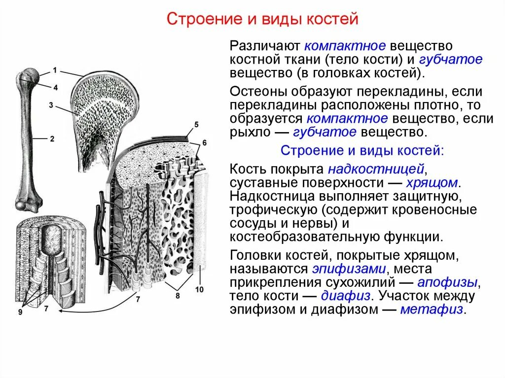 Компактное вещество находится. Костная ткань компактное вещество губчатое вещество. Строение компактного вещества кости. Строение губчатого вещества костной ткани. Губчатое и компактное вещество строение функции.