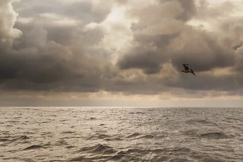 Море море в небе шальные птицы