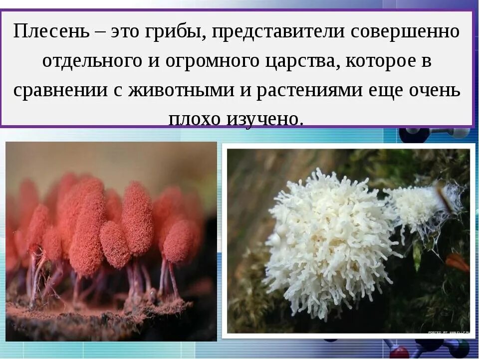 плесневые грибы пеницилл. плесневые грибы. среда обитания плесневых грибов. грибы шляпочные плесневые дрожжи паразиты. плесневые грибы это в биологии.