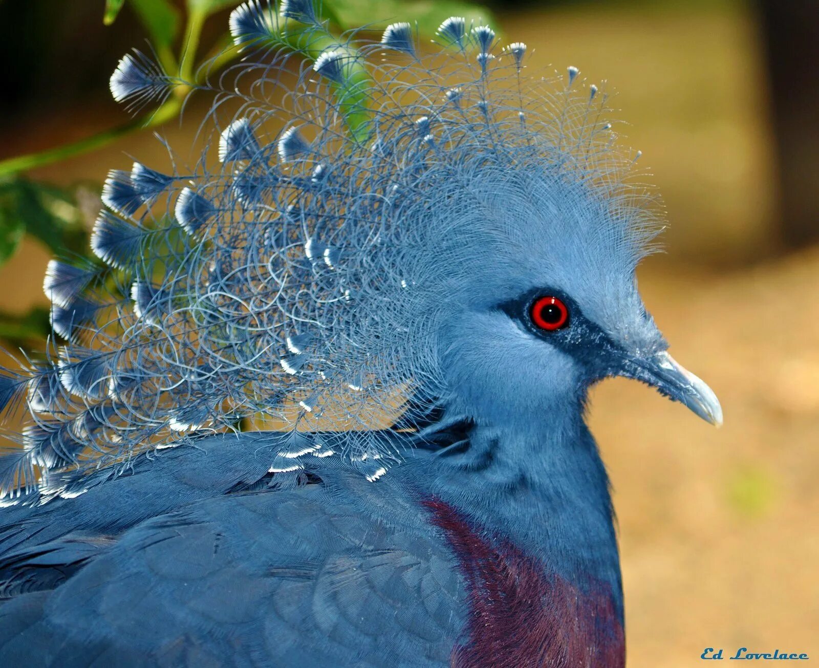 Непуганные птицы. Венценосный голубь птенец. Веероносный венценосный голубь. Синяя птица венценосный голубь.