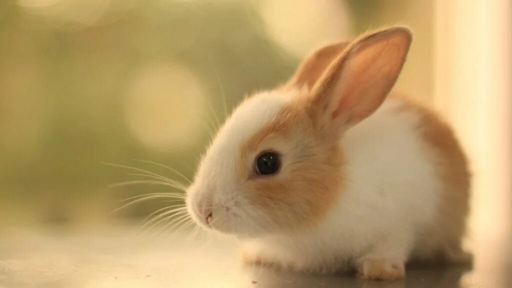 Rabbit live. Rabbit live
