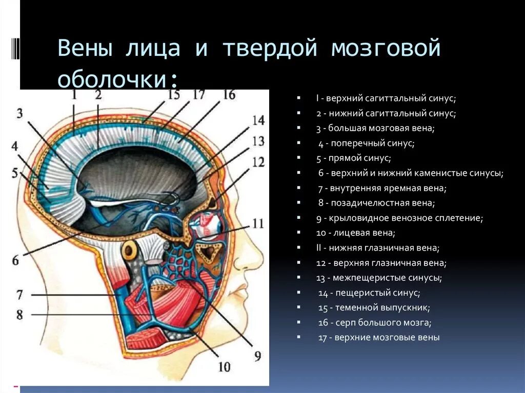 Вены головного мозга. Вены твердой мозговой оболочки. Венозные синусы твердой мозговой. Нижний Сагиттальный синус и большая мозговая Вена. Сагиттальный синус твердой мозговой.