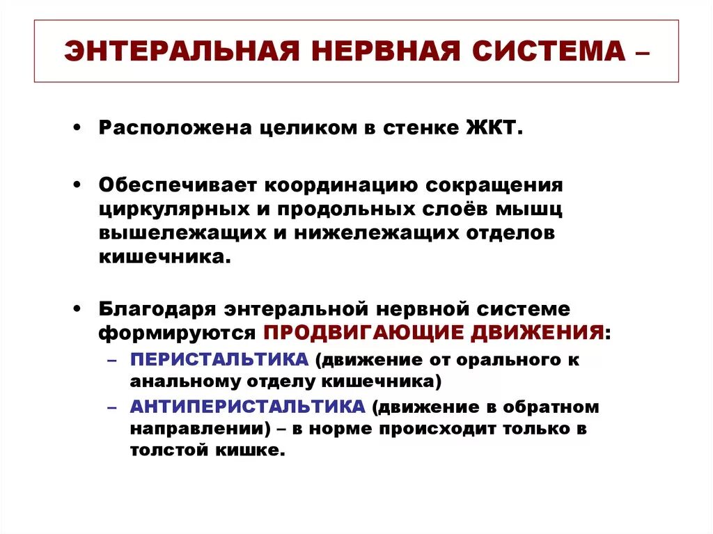 Кишечник и тип нервной системы. Энтеральная нервная система. энтеральная нервная система кишечника. функции энтеральной нервной системы. схема энтеральной нервной системы.