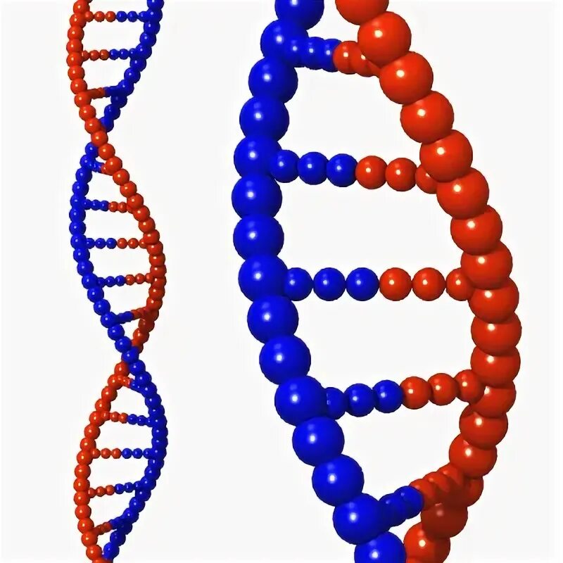 Модель ДНК. Макет ДНК. ДНК 3d модель. Модель ДНК из бисера.