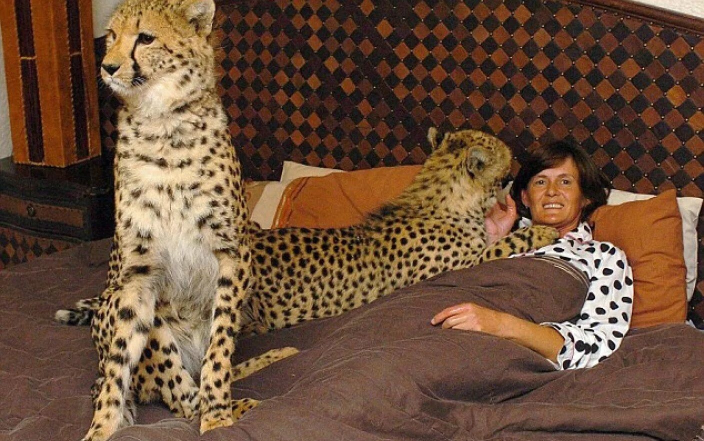Содержание больших кошек