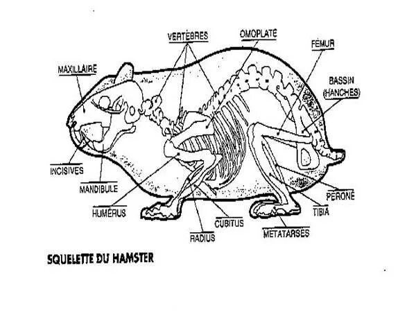 Строение хомяка джунгарика скелет. Анатомия морской свинки скелет. Строение морской свинки анатомия. Строение скелета морской свинки. Строение хомяка