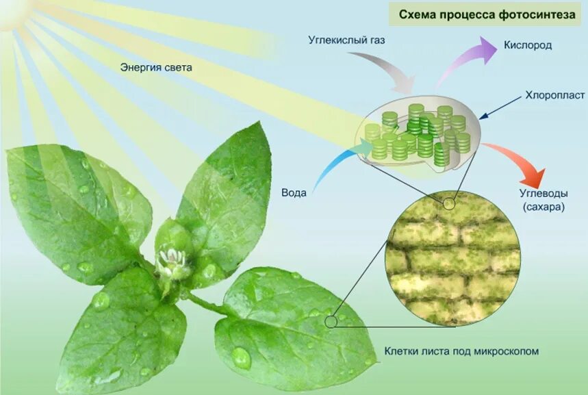Углекислый газ можно определить. Фотосинтез листа схема. Фотосинтез 6 класс биология хлоропласты. Фотосинтез в листе растения. Схема процесса фотосинтеза.