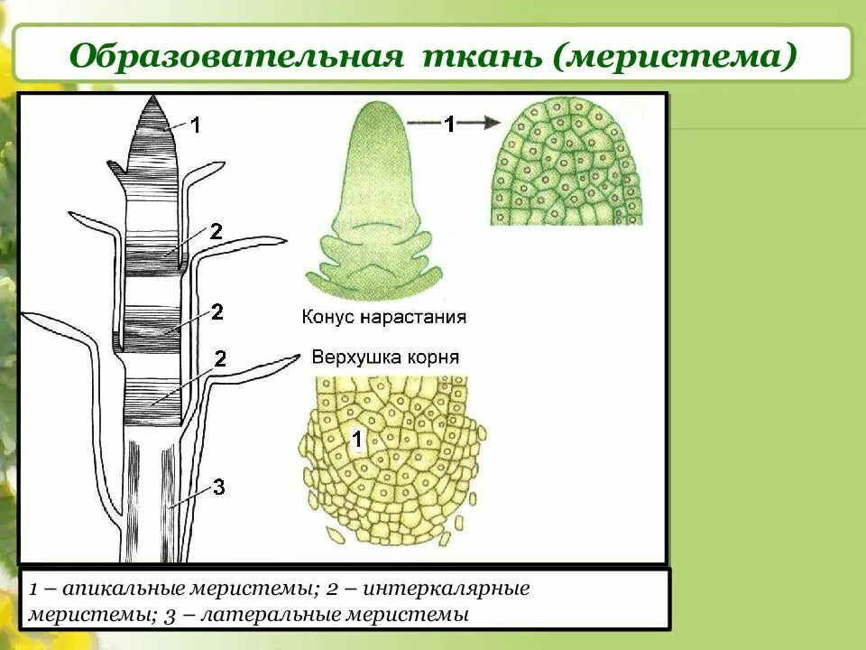 Апикальная меристема корня. Вставочная образовательная ткань растений. Образовательная ткань конус нарастания стебля. Образовательные ткани конус нарастания побега.