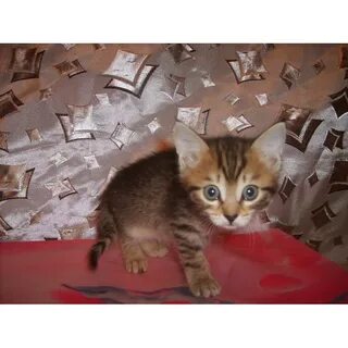 Авито рязань котята