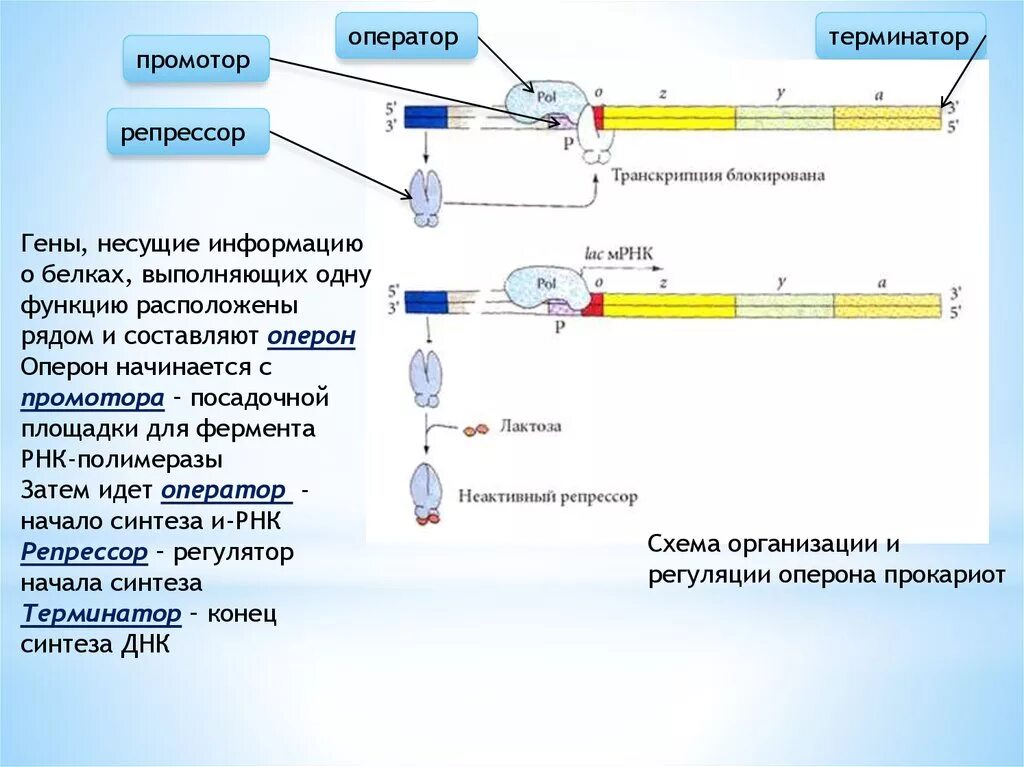 Терминатор биология. Промотор оперон терминатор. оперон оператор промотор. оператор оперон и репрессор. промотор оператор терминатор.