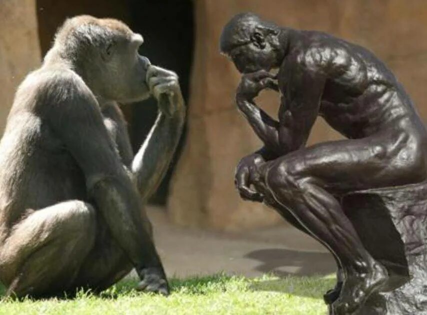 Мыслитель обезьяна. Шимпанзе мыслитель. Подражание у животных. Психология обезьян.