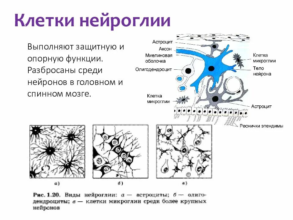 Виды нейроглии. Нейроглия клетки нейроглии. Глиальные клетки нервной ткани. Клетки глии функции. Функции клеток нейроглии.