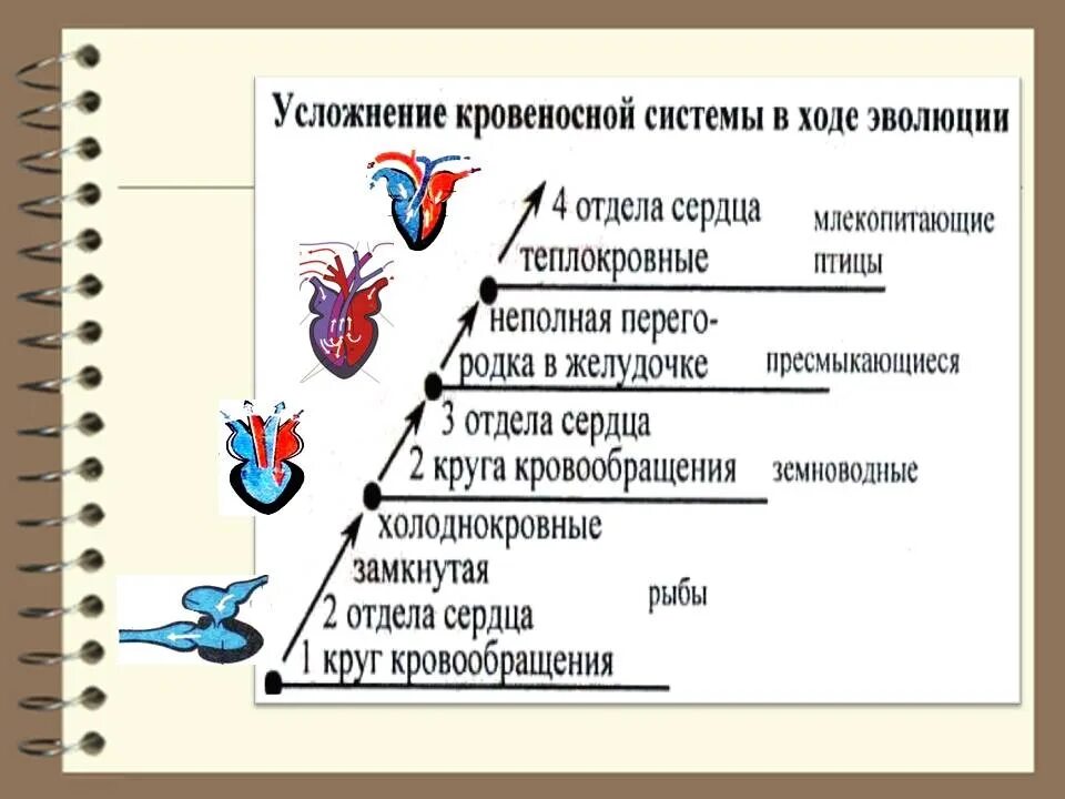 Контрольная работа птицы млекопитающие
