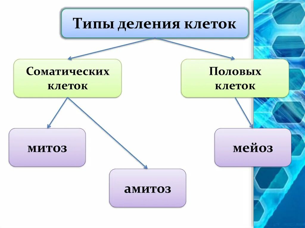 Типы деления клеток 3 типа. Типы деления соматических клеток. Строение соматической клетки. Деление клетки типы деления клетки. Соматические клетки строение и функции.