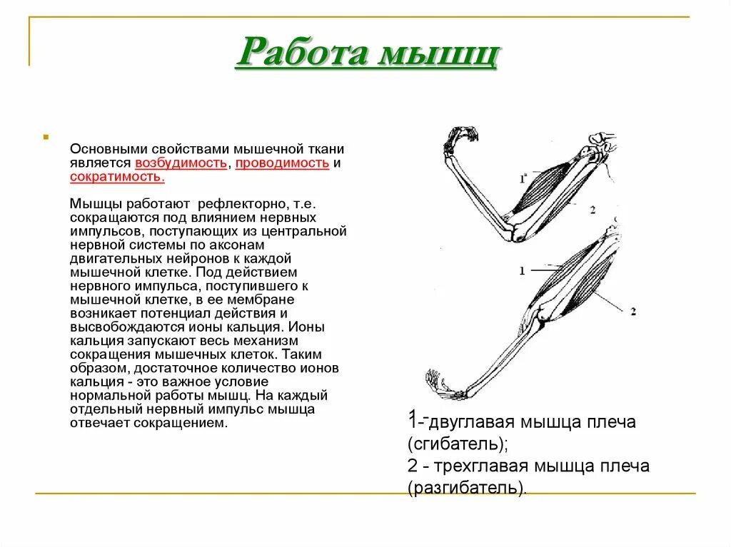 Работа мышц. Работа мышц это определение. Работа мышц кратко. Составить схему работы мышц. Основные работы мышц