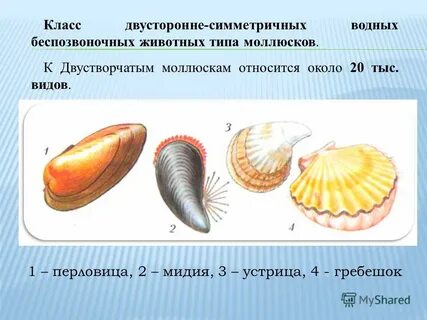 Двусторонние моллюски