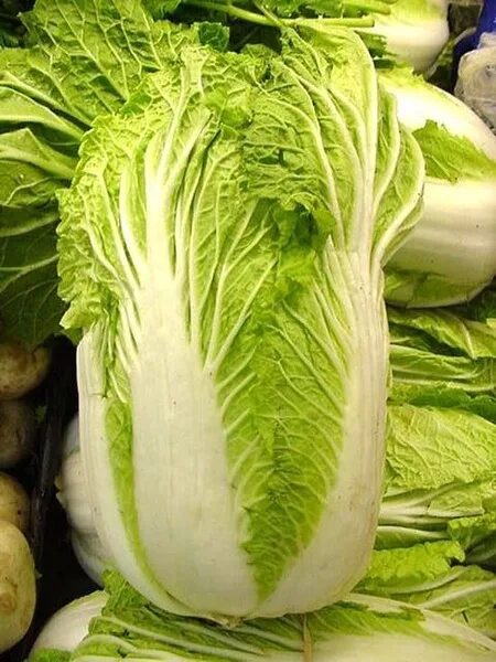green cabbage with water drops grow in the garden фотография Stock Adobe Stock