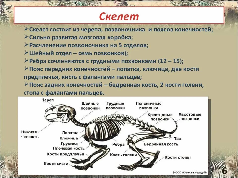 Класс млекопитающие скелет. Скелет млекопитающий строение. отделы скелета млекопитающих 7 класс. эволюция скелета позвоночных. скелет позвоночных животных состоит из 6 отделов 5 отделов.