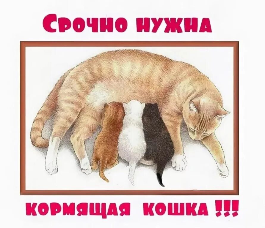 Котенку нужна мама