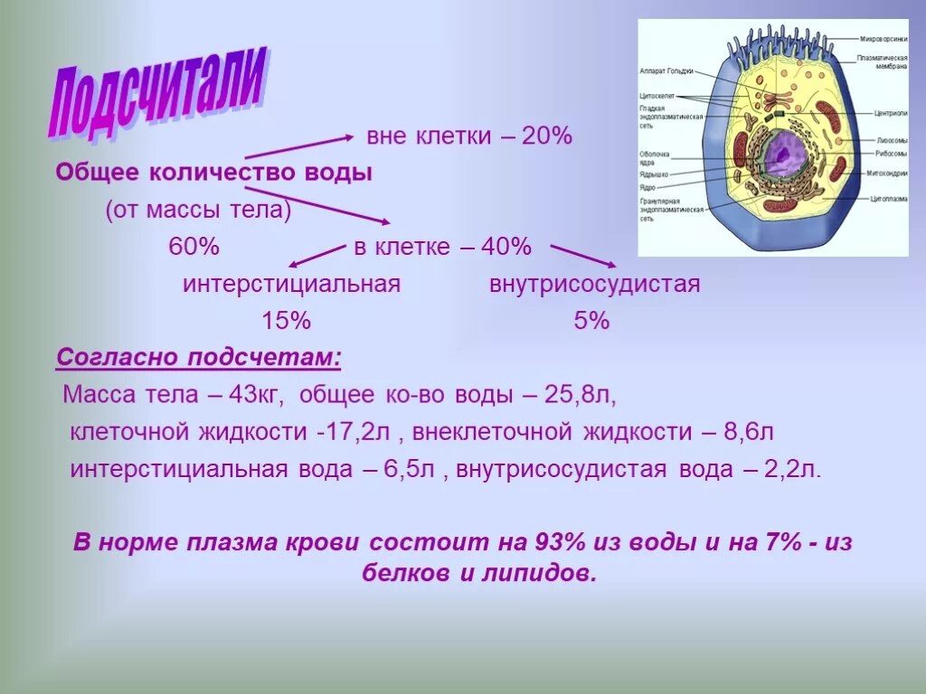 Сколько клеток входит