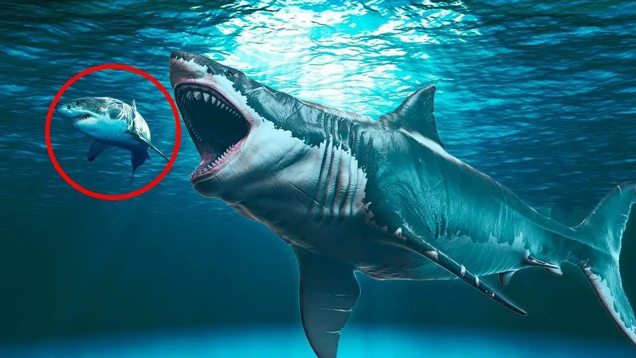 Какой длины акула. Кархародон МЕГАЛОДОН. МЕГАЛОДОН И белая акула. Самая большая акула в мире МЕГАЛОДОН. Белая акула кархародон.